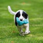 Petface Blue Teddy Bear Latex Dog Chew Toy