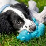 Petface Blue Teddy Bear Latex Dog Chew Toy