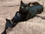 Organic Catnip Kicker Toy for Playful Cats
