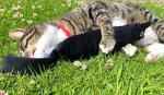 Organic Catnip Kicker Toy for Playful Cats