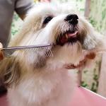FAIGEO Dog Grooming Kit with Safety Tips