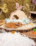 Aspen Bedding for Small Pets - 36L