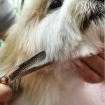 FAIGEO Dog Grooming Kit with Safety Tips