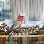 8-Piece Wooden Bird Toy Set for Parrots