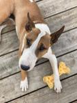 Nylabone Tough Chew Toy for Medium Dogs