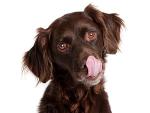 Second Nature Chewy Chicken Twists for Dogs
