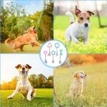 Interactive Chew Toys for Teething Puppies - 5 Pack