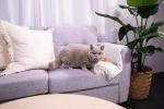 Sanicat Recycled Corn Cob Clumping Cat Litter