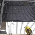 Panana Large Metal Bird Cage with Rolling Stand