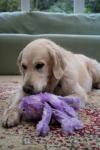 Petface Orla Small Plush Octopus Dog Toy