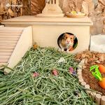 Niteangel Natural Soft Bedding for Small Pets