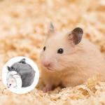 Cozy Mini Hamster Bed and Bedding Nest
