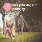 Joint Chews for Dogs - Mobility Support Formula