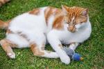 Petface Dudley Duck Cat Toy