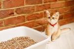 30L Biodegradable Wood Cat Litter - Odour Control