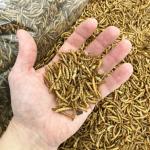 UKGROW 10L Dried Mealworms for Birds
