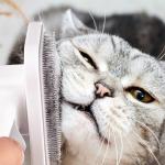 Self-Cleaning Slicker Brush for Cats and Dogs