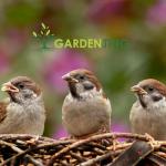 Wild Bird Food Tub with Peanuts, 5L