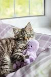Rosewood Jolly Moggy Octopus Plush Cat Toy