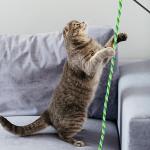 Simarro 3-Pack Colorful Cat Feather Wand Toys