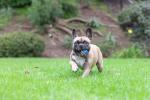 ChuckIt! Ultra Squeaker Dog Toy Ball - Small