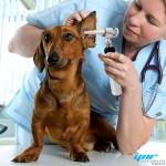 Vet Otoscope Speculum Set for Pets