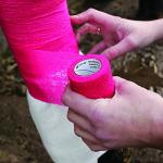 12 Rolls of Adhesive First Aid Bandages