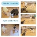 Interactive Cat Ball Toy Set with Fluffy Tail