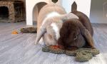 Rosewood Naturals Carrot 'n' Forage Small Animal Treat