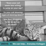 Everyday Collagen Cat Joint Supplements - 75g Powder