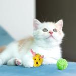 Interactive Cat Toy Gift Pack - 5 Fun Toys