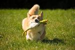 Petface Large Soft Chew Chicken Dog Toy