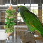 2 Pack Bird Toys with Chewing Bells