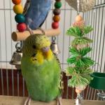 2 Pack Bird Toys with Chewing Bells