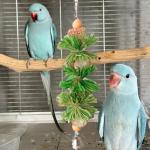 2 Pack Bird Toys with Chewing Bells