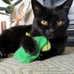 Catface Interactive Cat Toy with Catnip