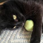 Catface Interactive Cat Toy with Catnip