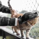 Pet Grooming Glove - Hair Remover & Massager