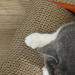 Car-Shape Cat Scratcher with Catnip, Red