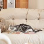 MEETOZ Double-Sided Cat Scratching Board Set