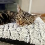 Self-Heating Pet Pad for Dogs and Cats