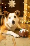 Petface Christmas Pudding Squeaky Dog Toy
