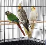 Spacious Bird Cage for Small Birds and Parrots