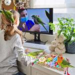 Colorful Foraging Toys for Budgies and Parrots