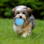 7-Piece Puppy Teething & Chew Toy Set