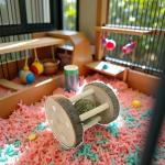 Natural Wooden Chew Toy for Small Pets