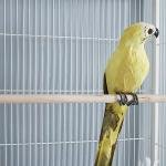 Large Parrot Cage with Rolling Stand and Wheels