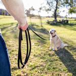 Clix 5m Long Line Dog Training Leash