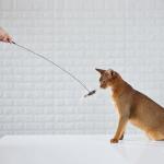 5 Pcs Interactive Cat Toys Set with Suction Cups