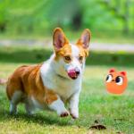 3-Pack Squeaky Latex Dog Toys for Fetching Fun